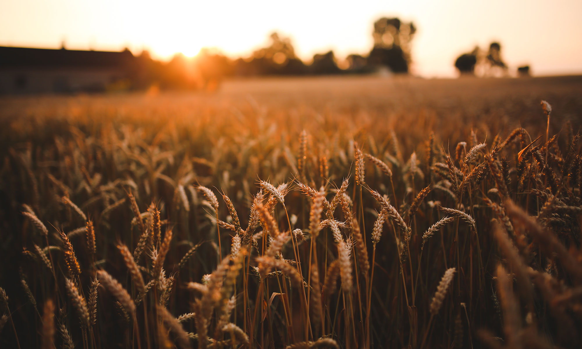 wheat-poster